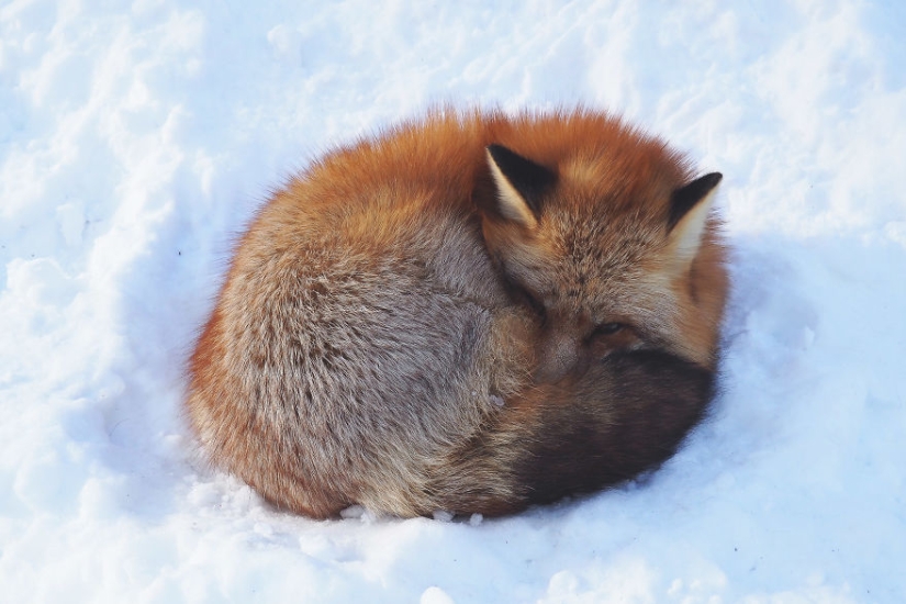 Around the fur: there are more than a hundred foxes living in a Japanese village