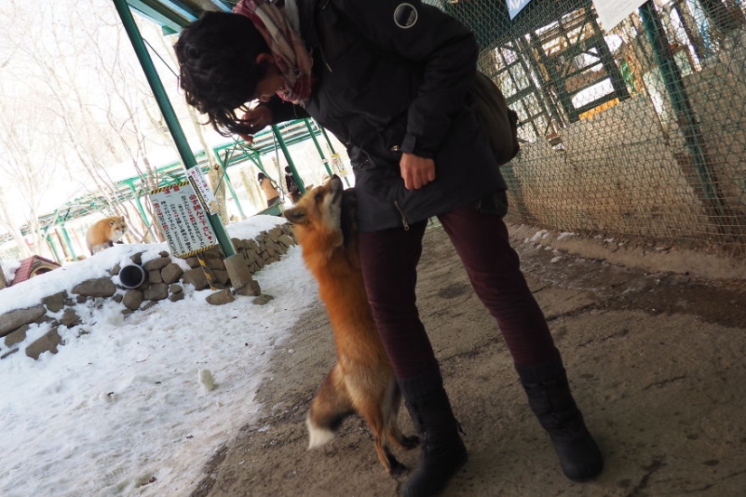 Around the fur: there are more than a hundred foxes living in a Japanese village