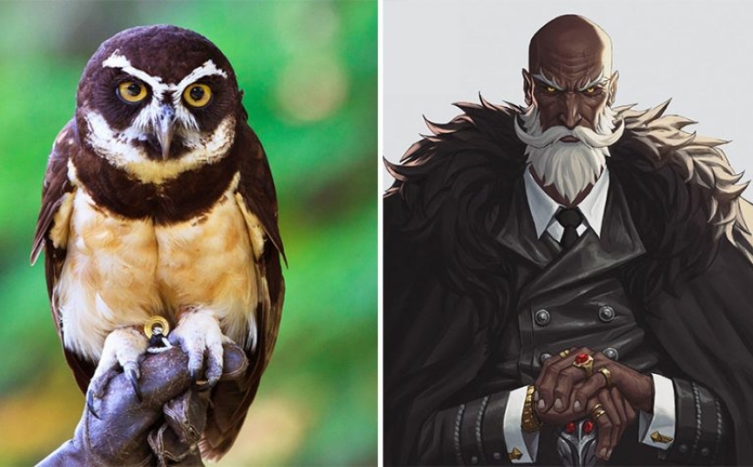Artista coreano convierte animales en personajes originales que parecen de anime Artista coreano convierte animales en personajes originales que parecen de anime