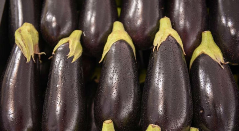 As an ordinary eggplant, it became an occasion for litigation nine years long and worth 8 thousand euros