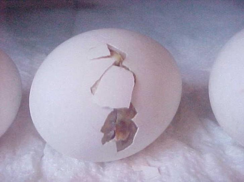 As the egg develops chicken As the egg develops chicken