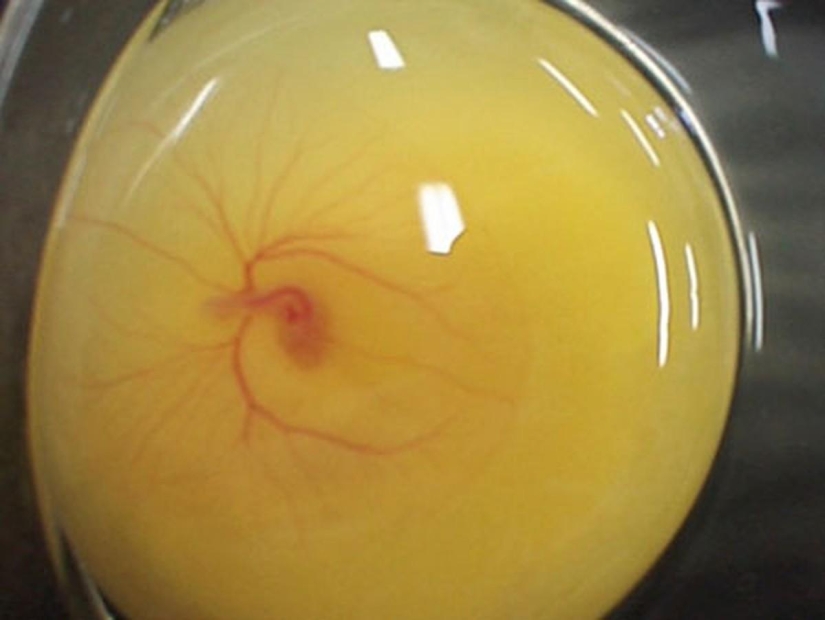 As the egg develops chicken As the egg develops chicken