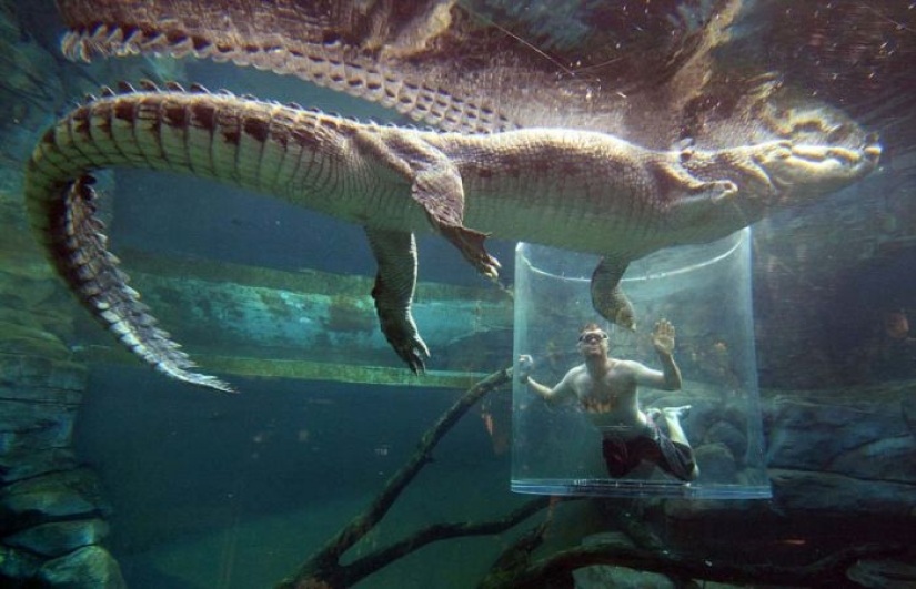 Atracción extrema de Crocosaurus Cove en Australia Atracción extrema de Crocosaurus Cove en Australia