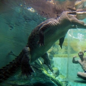 Atracción extrema de Crocosaurus Cove en Australia