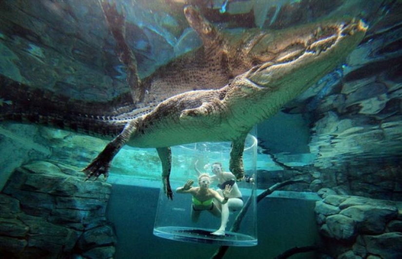 Atracción extrema de Crocosaurus Cove en Australia Atracción extrema de Crocosaurus Cove en Australia