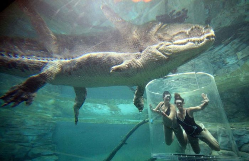 Atracción extrema de Crocosaurus Cove en Australia Atracción extrema de Crocosaurus Cove en Australia