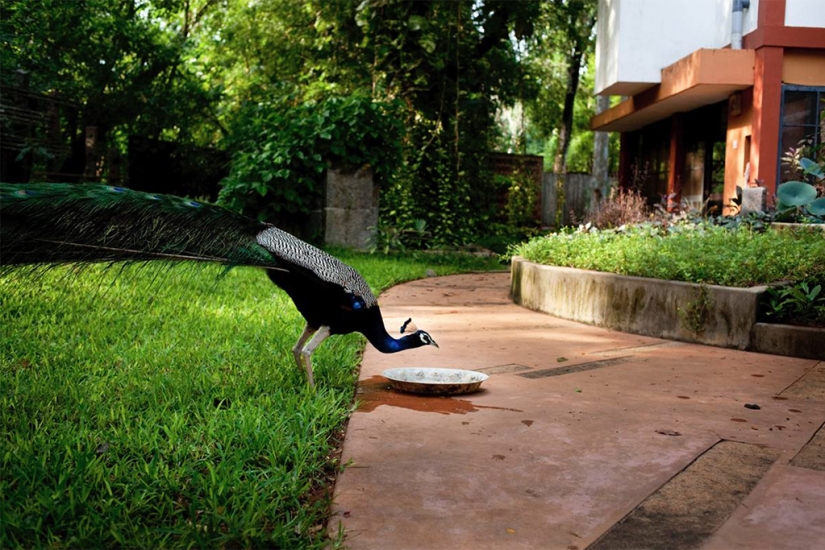 Auroville: a city in which there is no politics, religion and national differences