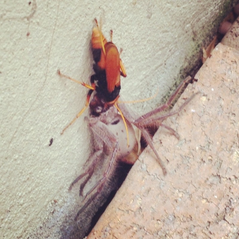 Australia: A deadly continent Australia: A deadly continent