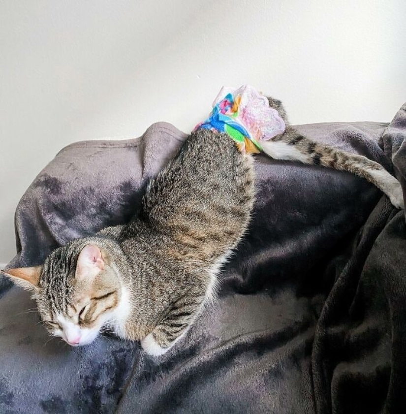 Ayofe el gato con las patas paralizadas, que tuvo suerte con los dueños