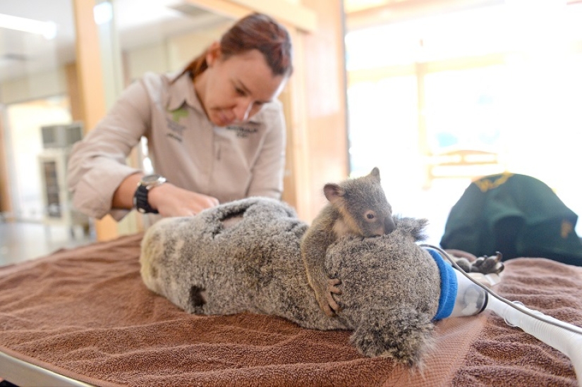 Baby koala did not leave his mother during the operation