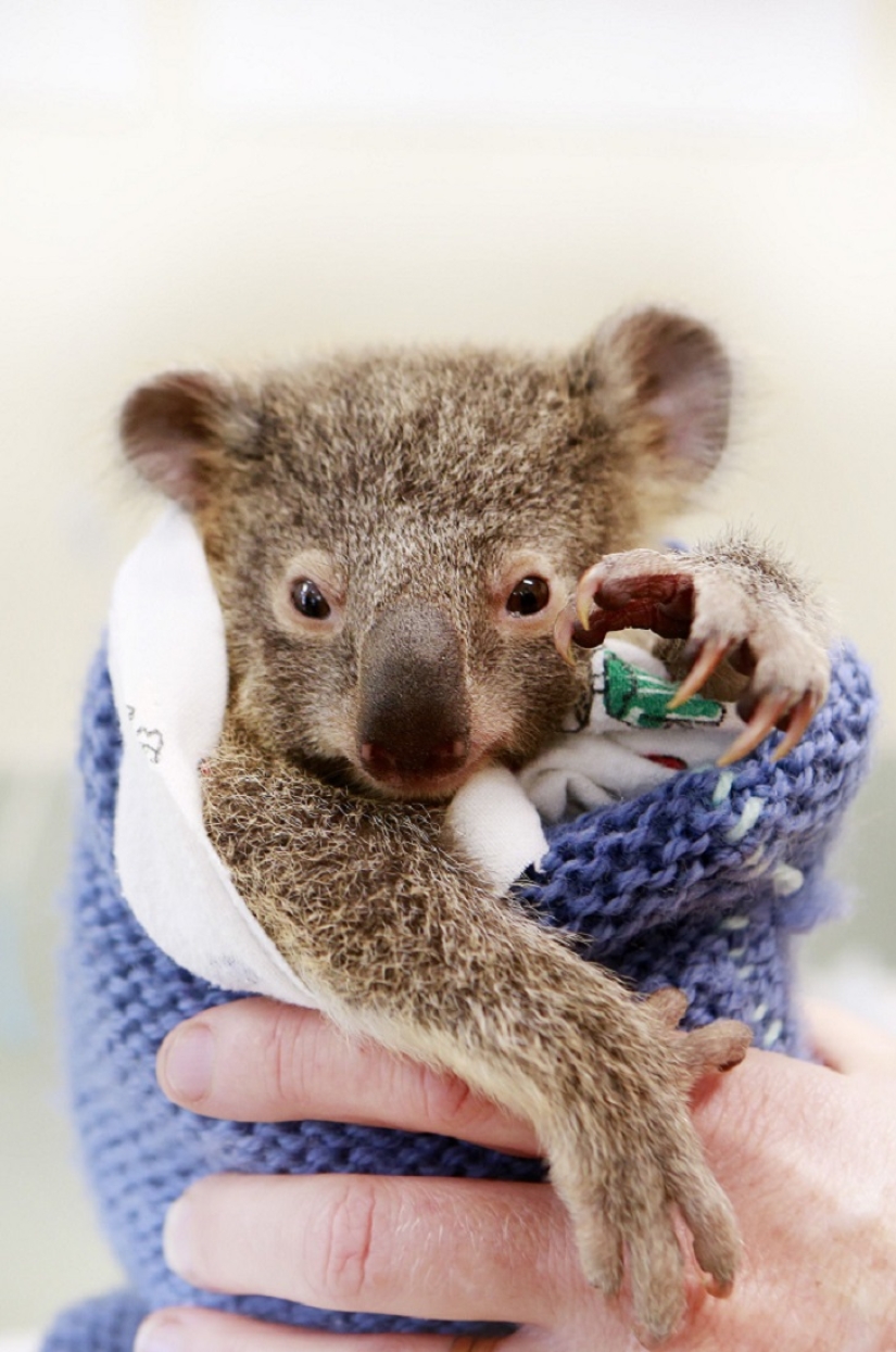 Baby koala did not leave his mother during the operation