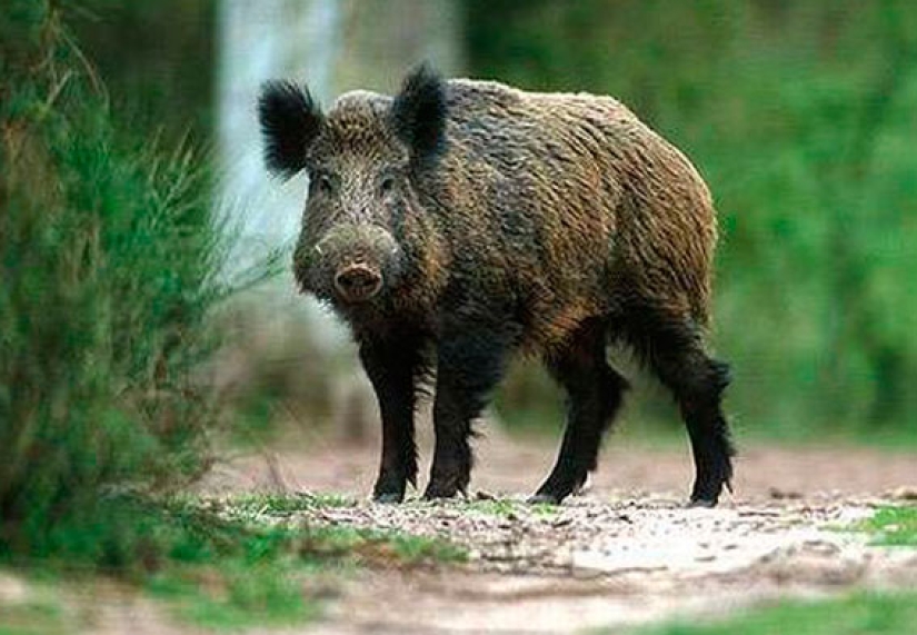 "Back to rule": wolves appeared in the vicinity of Rome for the first time in a hundred years