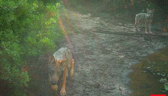 "Back to rule": wolves appeared in the vicinity of Rome for the first time in a hundred years