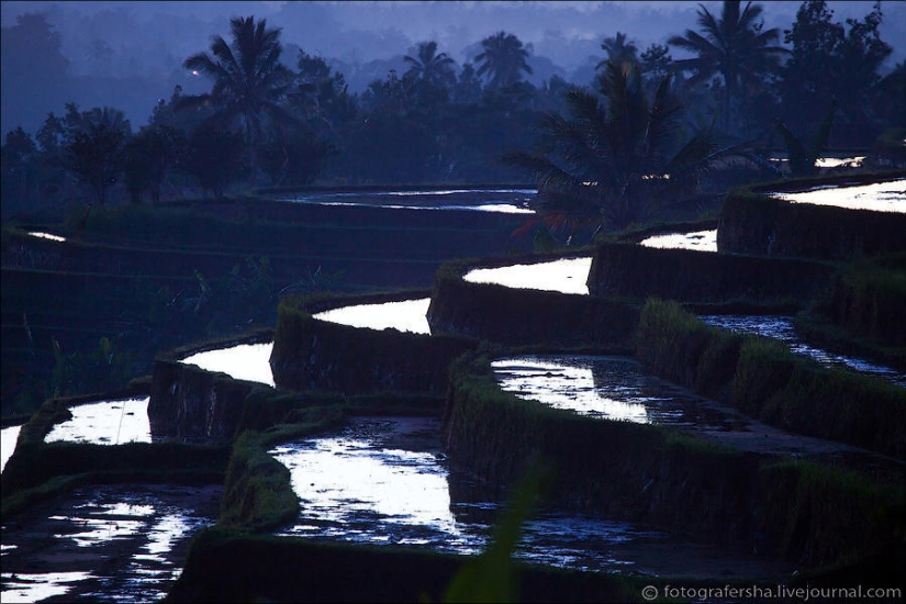 Balinese Rice fields