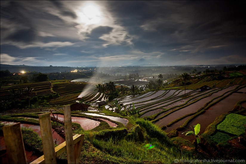 Balinese Rice fields