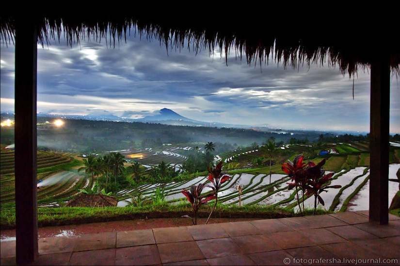 Balinese Rice fields