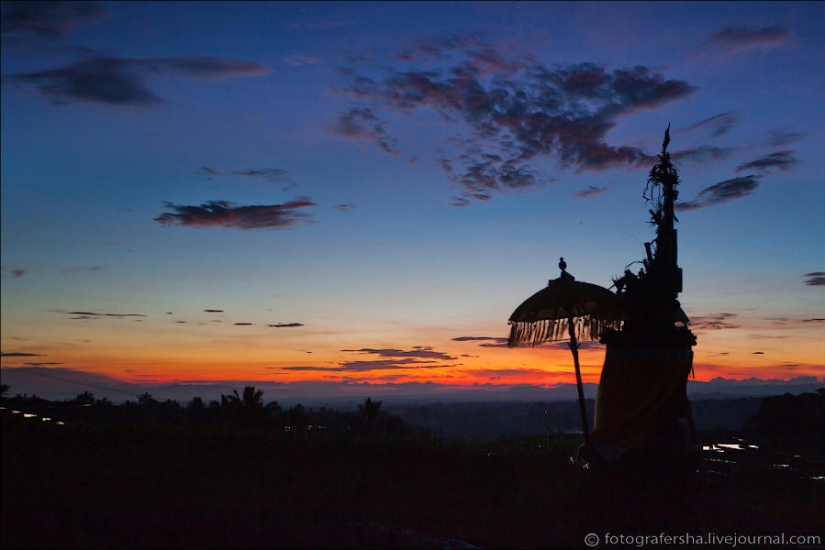 Balinese Rice fields