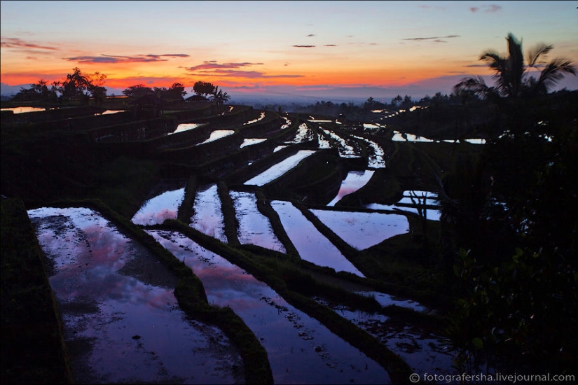 Balinese Rice fields