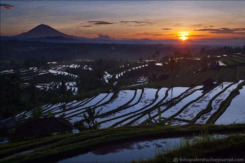 Balinese Rice fields