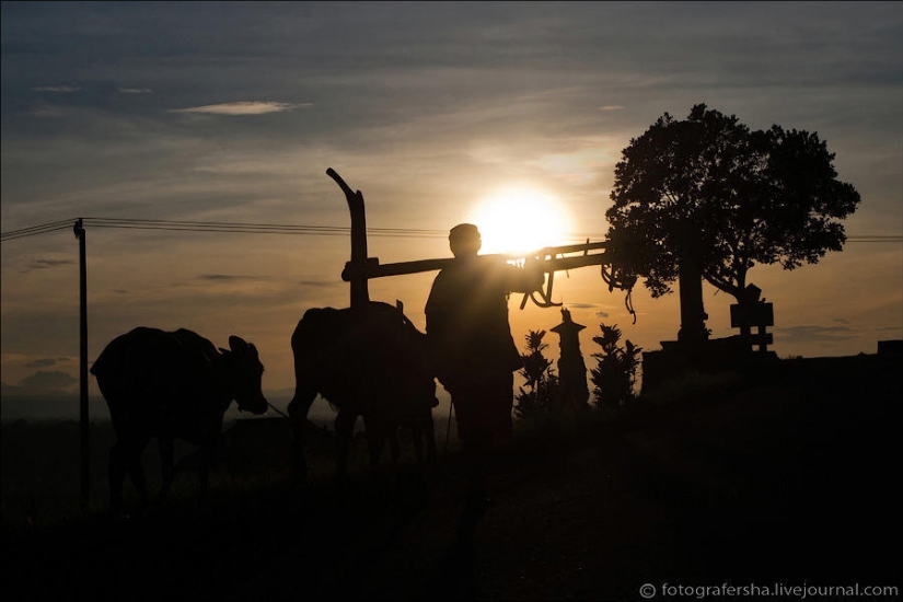 Balinese Rice fields