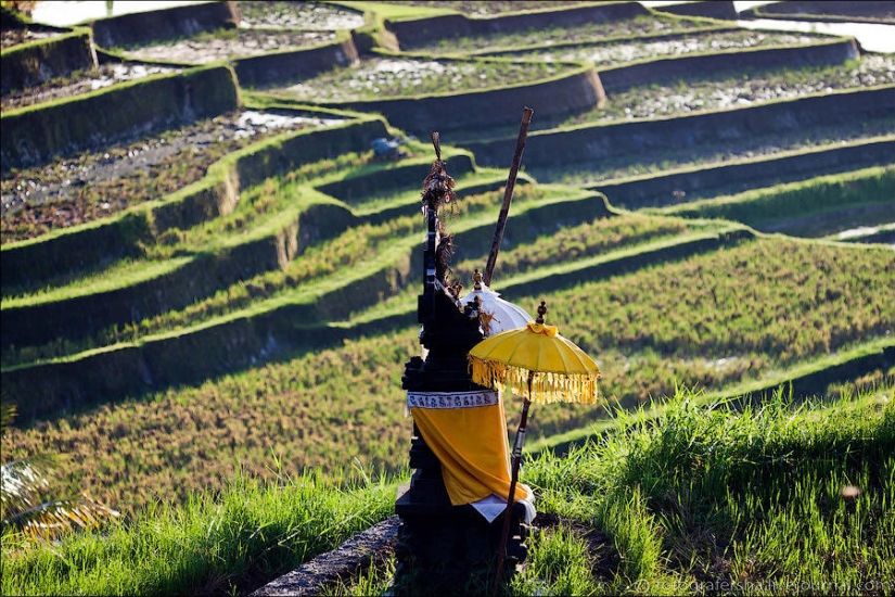 Balinese Rice fields