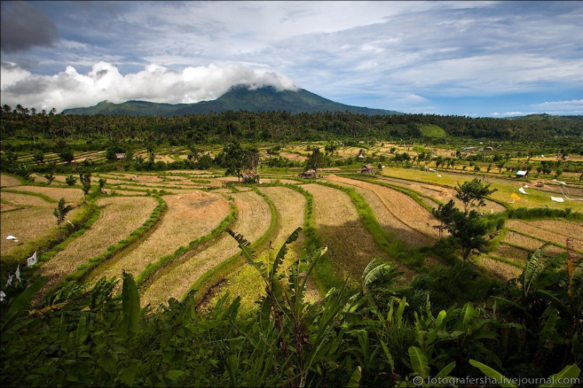 Balinese Rice fields