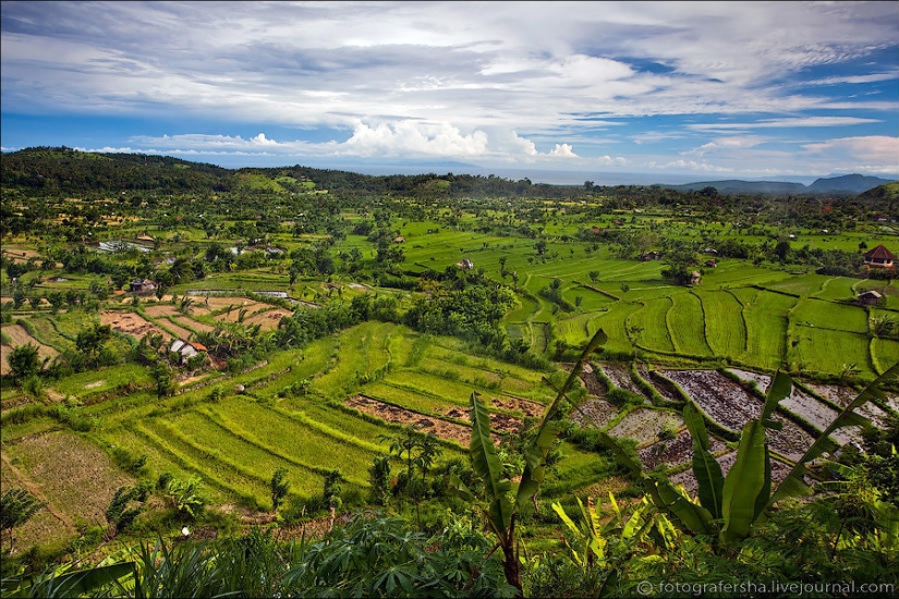 Balinese Rice fields