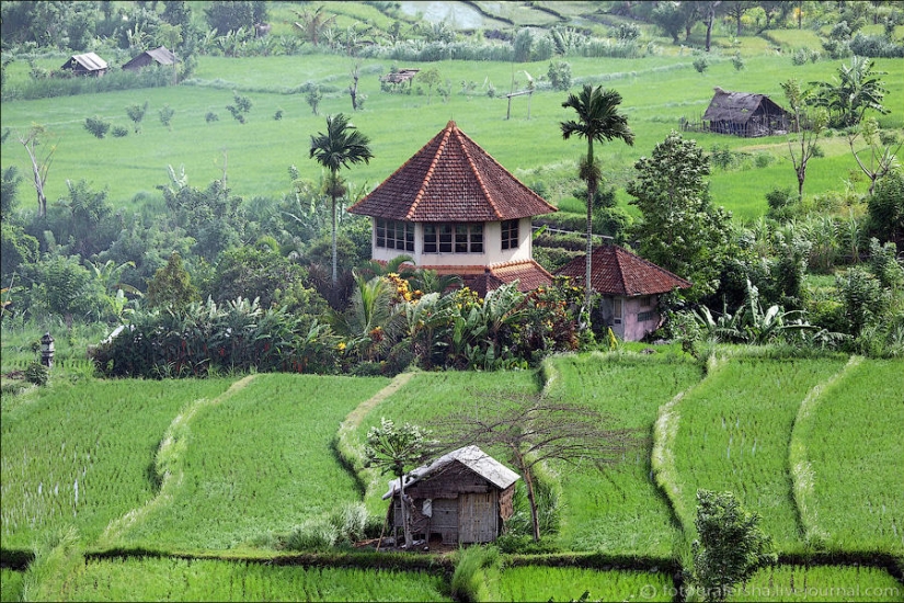 Balinese Rice fields