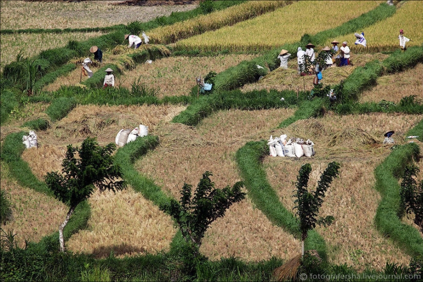 Balinese Rice fields