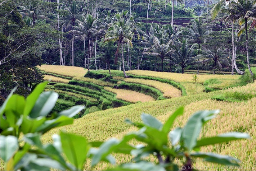 Balinese Rice fields