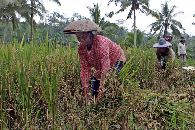Balinese Rice fields