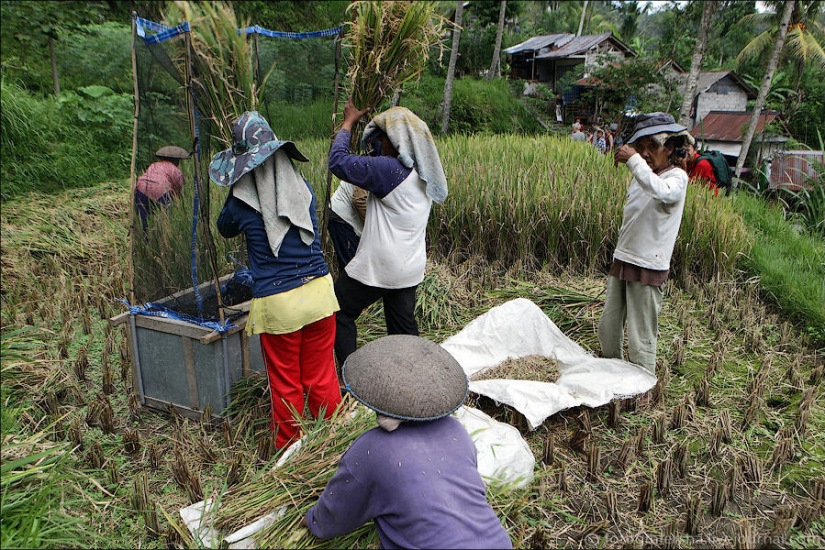 Balinese Rice fields