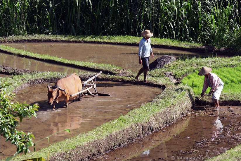 Balinese Rice fields