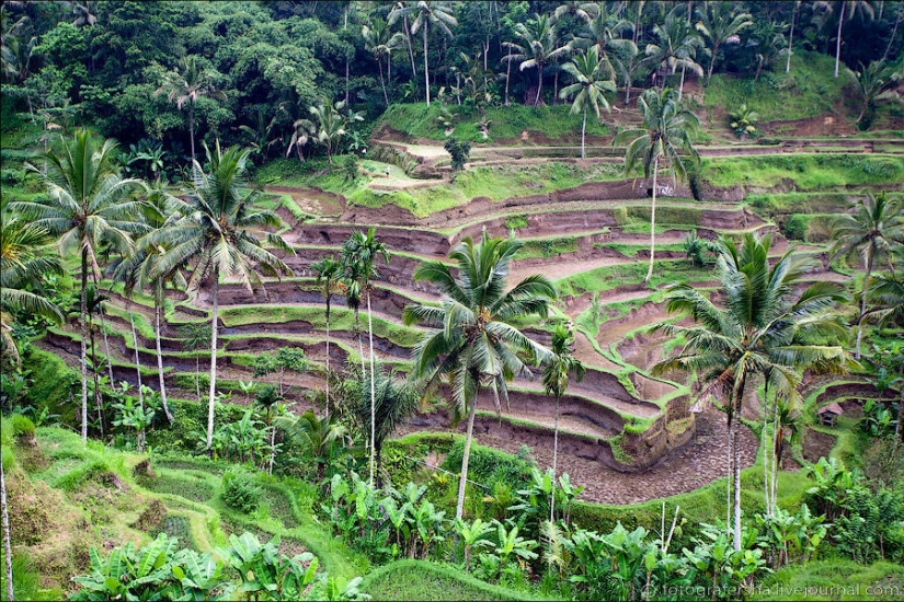 Balinese Rice fields