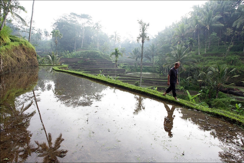 Balinese Rice fields