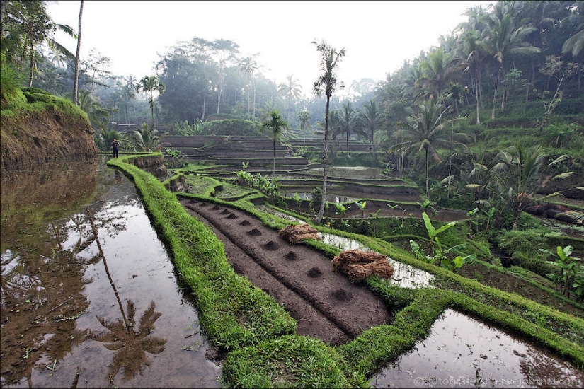 Balinese Rice fields