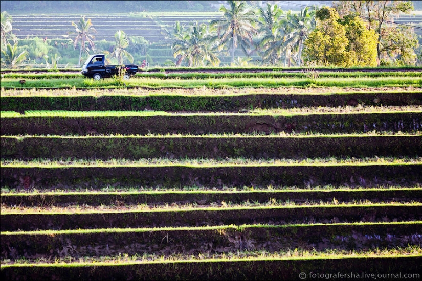 Balinese Rice fields