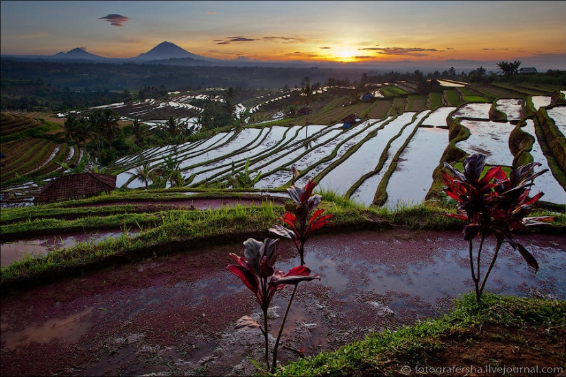 Balinese Rice fields