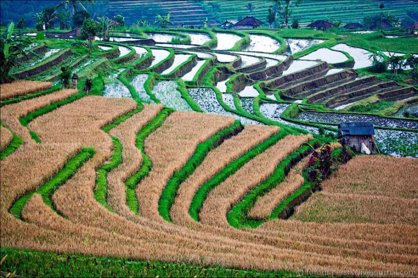 Balinese Rice fields