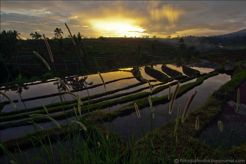 Balinese Rice fields