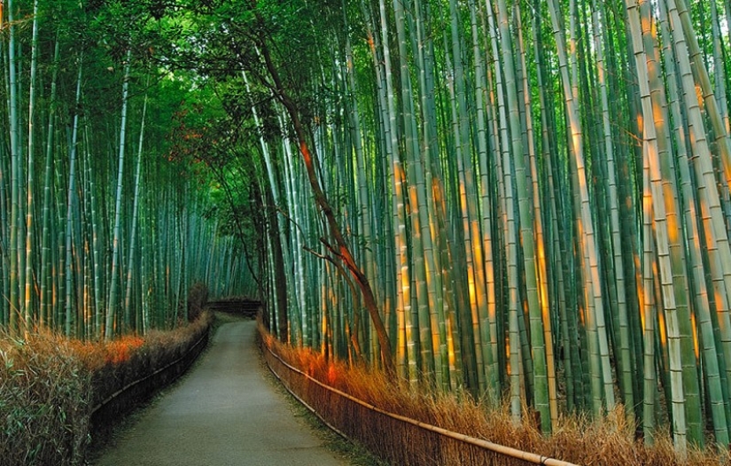 Bamboo corridor at the foot of the mountain in Kyoto