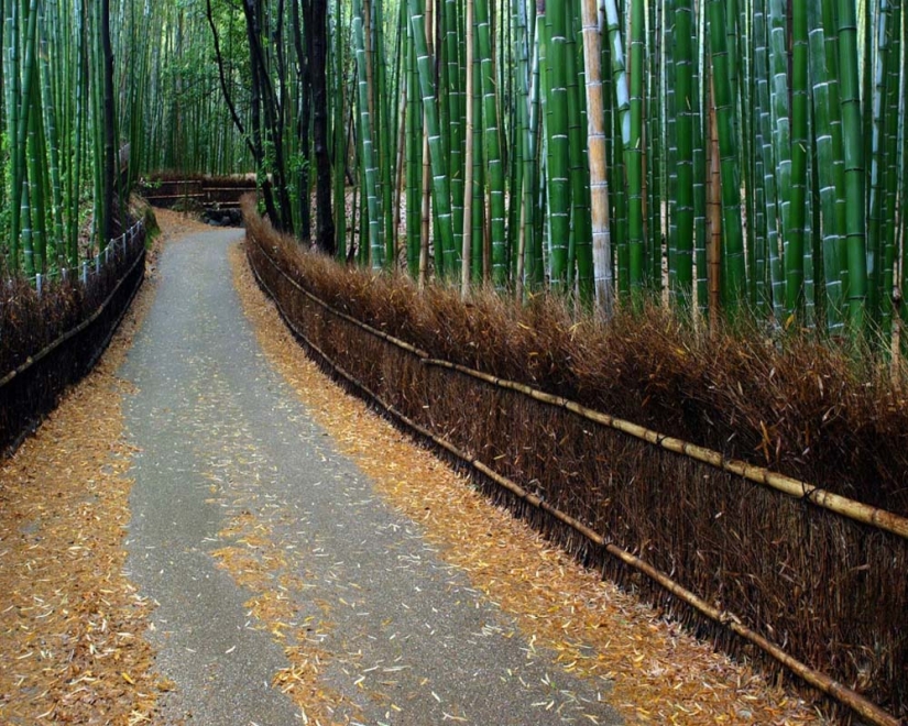 Bamboo corridor at the foot of the mountain in Kyoto Bamboo corridor at the foot of the mountain in Kyoto