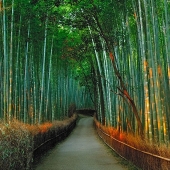 Bamboo corridor at the foot of the mountain in Kyoto