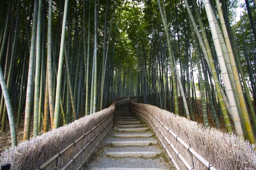 Bamboo corridor at the foot of the mountain in Kyoto Bamboo corridor at the foot of the mountain in Kyoto