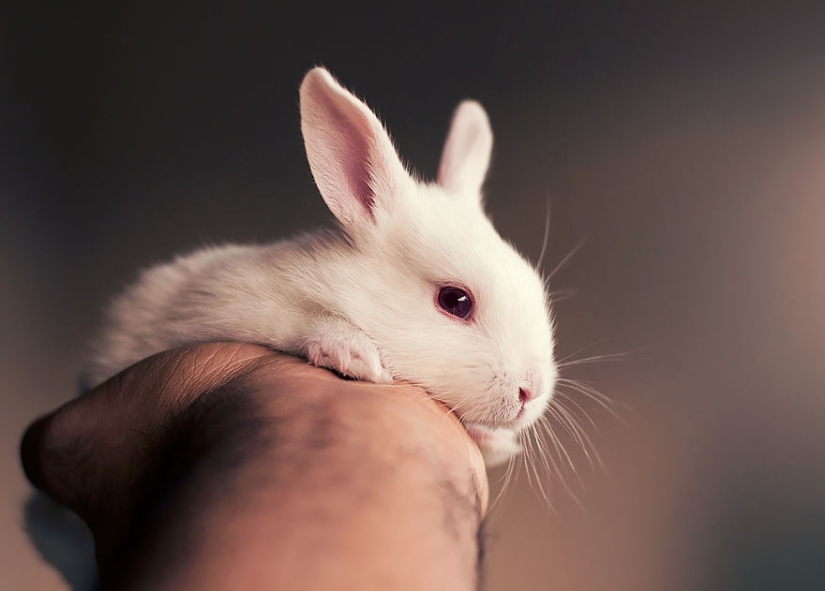 Be careful, the mimeter gap: a photo shoot of a newborn rabbit