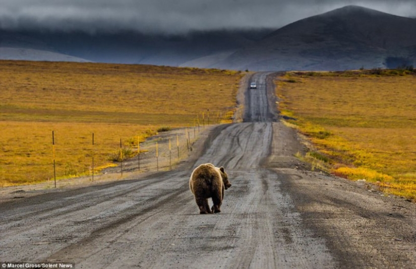 Bears rub their backs: grizzlies found the perfect post on the side of the road to scratch