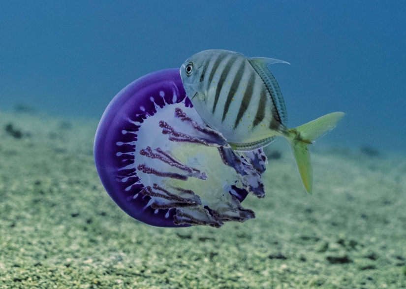 Best Scientific Photos of the Year: winners of the Royal Society Publishing Photography Competition 2019 Best Scientific Photos of the Year: winners of the Royal Society Publishing Photography Competition 2019