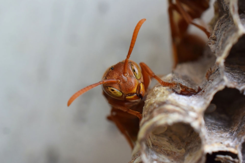 Best Scientific Photos of the Year: winners of the Royal Society Publishing Photography Competition 2019 Best Scientific Photos of the Year: winners of the Royal Society Publishing Photography Competition 2019