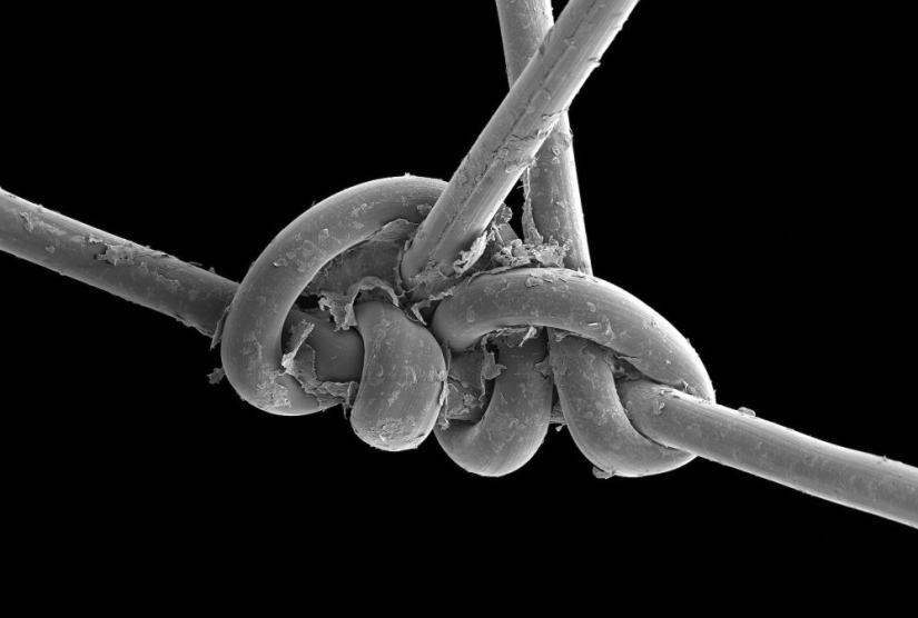 Best Scientific Photos of the Year: winners of the Royal Society Publishing Photography Competition 2019 Best Scientific Photos of the Year: winners of the Royal Society Publishing Photography Competition 2019