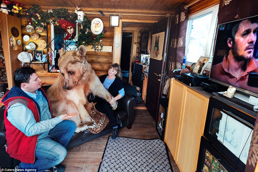 Big, plush, yours: the story of Stepan the bear, who lives in a Russian family